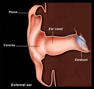 بررسی کامل اجزای سیستم شنوایی و نقش هر بخش